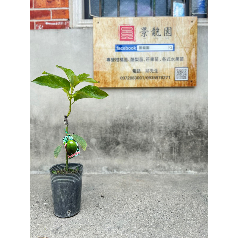 「景龍園」十月紅酪梨嫁接苗、十月紅酪梨苗、酪梨