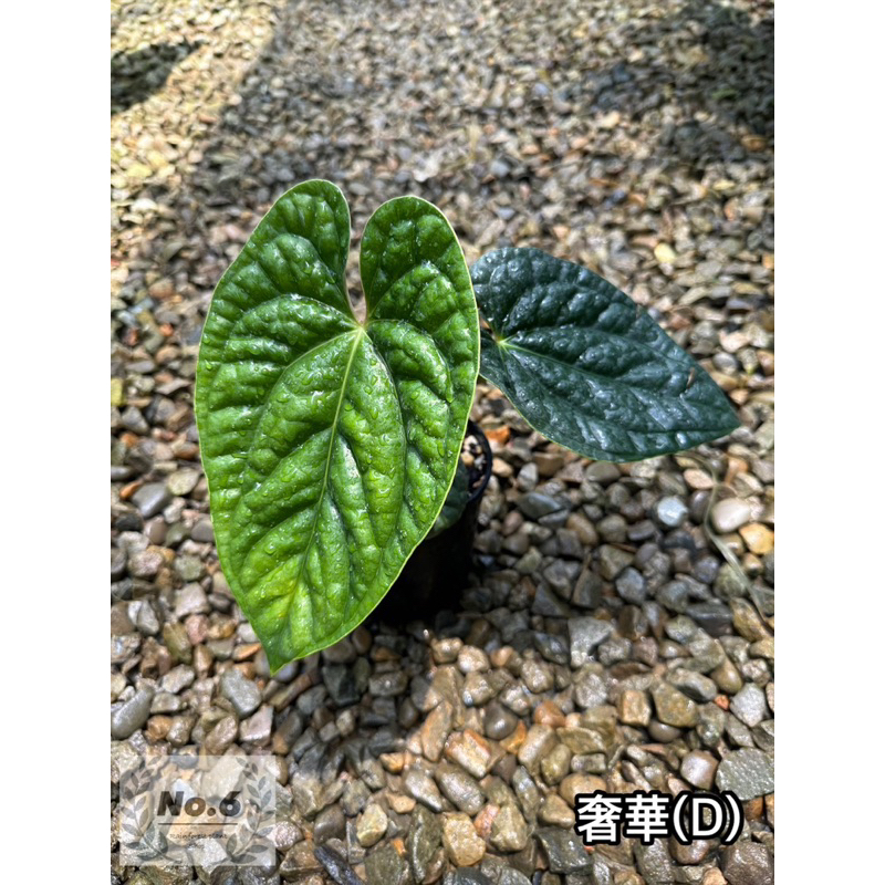 ✵ No.6植物店✵｜🌾奢華火鶴 Anthurium luxurians (D)🌾｜火鶴｜花燭｜蔓綠絨｜室內植物