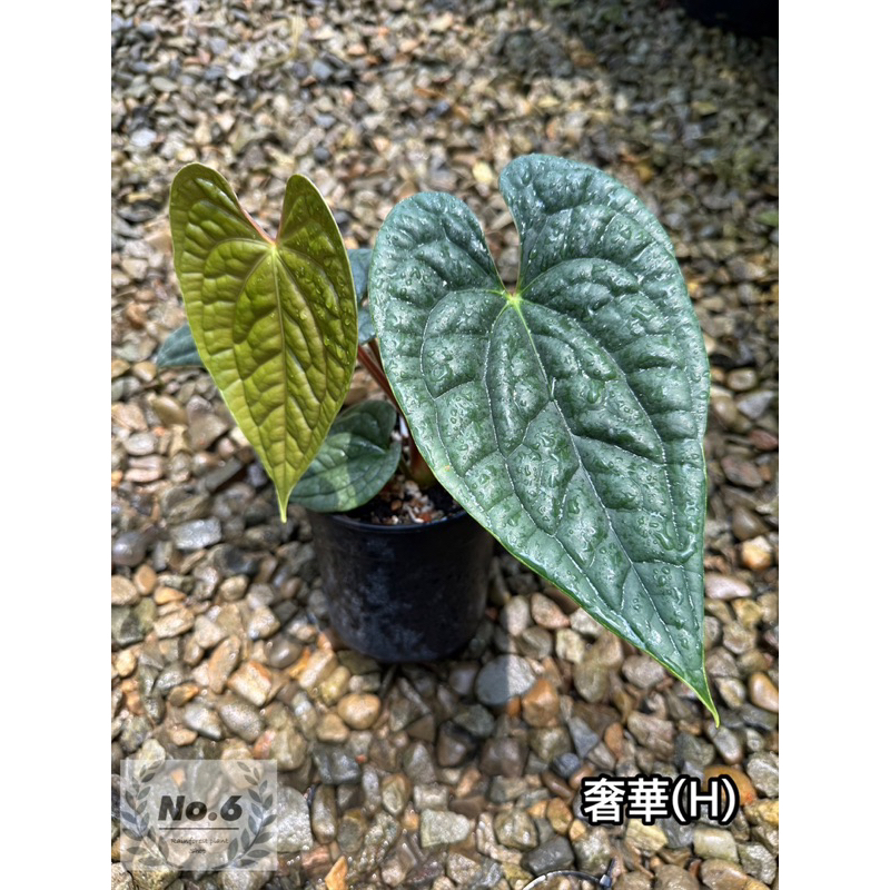 ✵ No.6植物店✵｜🌾奢華火鶴 Anthurium luxurians (H)🌾｜火鶴｜花燭｜蔓綠絨｜室內植物