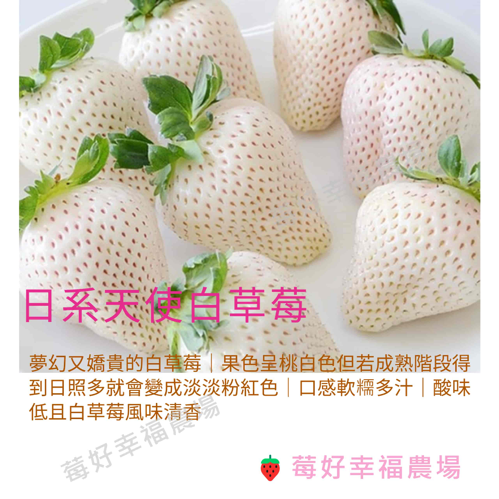 天使白草莓🍓莓好幸福農場🍓天使白草莓苗 日系白草莓