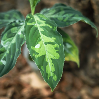 經典款｜迷彩粗勒草 2.5吋盆 觀葉植物 雨林植物 耐陰植物 室內植物 園藝 療癒 植栽 盆栽 陽臺【阿金的便秘花園】