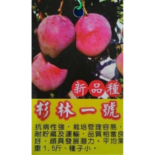 ★綠霖園藝★杉林一號芒果 嫁接苗 高度約70公分 室內植物/景觀植物/新興果樹/水果樹苗/美觀植物/果苗/嫁接/植物