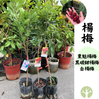 ［農夫世家］新品種 楊梅 靠接苗 東魁楊梅 黑碳甜楊梅 白楊梅 黑炭 甜楊梅 大果 樹苗 果樹 苗