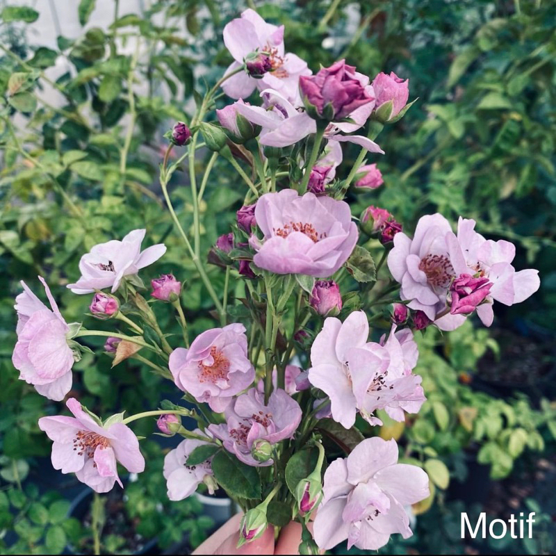 【凌的玫瑰陽台】藍色意念Motif 河本紫色蔓性玫瑰 清新香氣 稀有品種