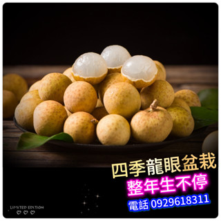 ✅四季龍眼✅嫁接苗盆栽 /連續結果率強/蜜味大果龍眼/大粉殼龍眼/大潤蒂龍眼 靠接苗 水果樹苗 水果苗