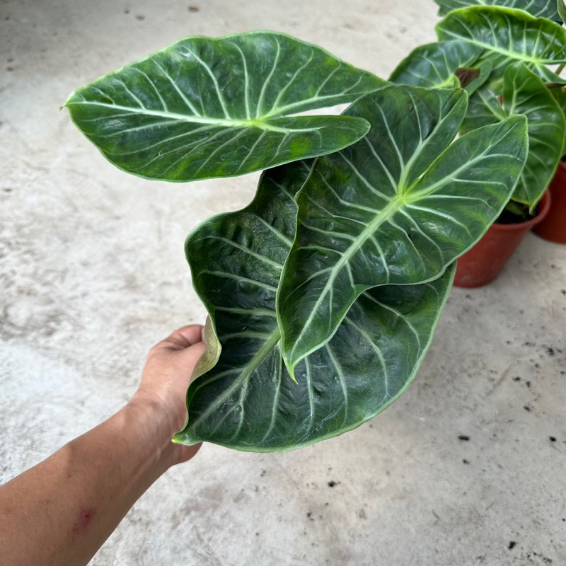 粉龍觀音蓮（Alocasia Pink Dragon）/ （5吋）