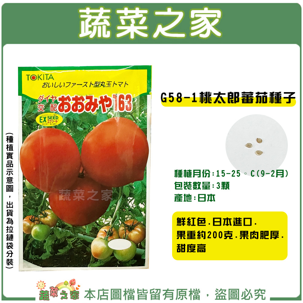 【蔬菜之家滿額免運】G58-1.桃太郎番茄種子3顆(果肉肥厚.甜度高.蔬菜種子.果菜種子.大番茄.番茄)