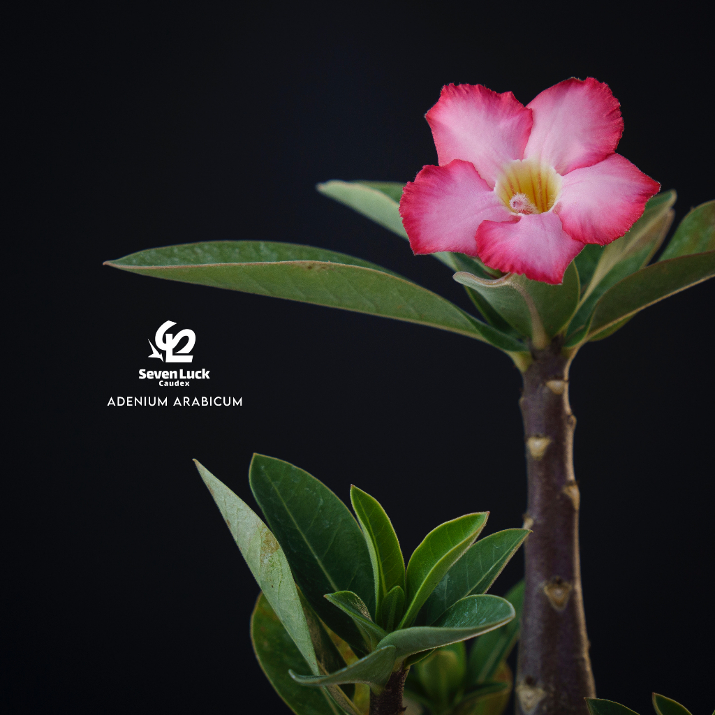 SL’s 植物園-矮種阿拉伯沙玫交種Adenium arabicum