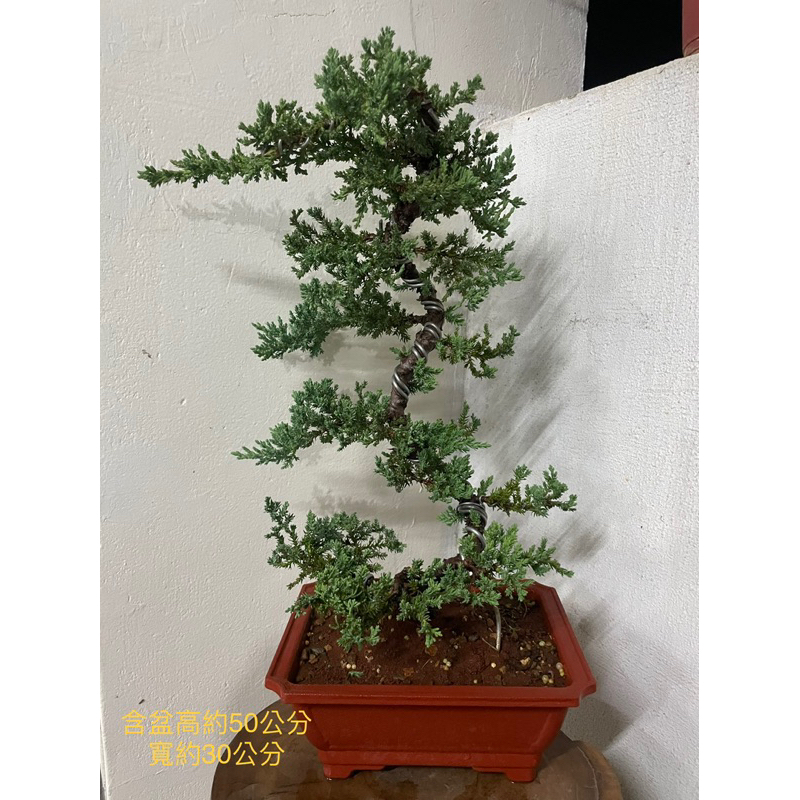 「藝樹植栽」造型盆栽-珍珠柏-中品盆栽