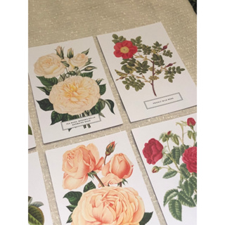 美國花卉明信片 手繪明信片 玫瑰花 （PART2）