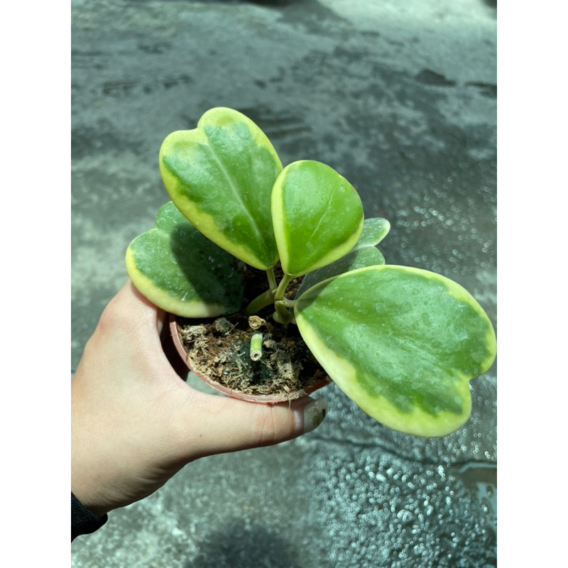 屏植覺_斑葉心葉毬蘭 3吋盆