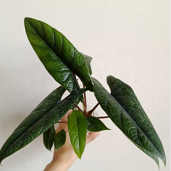 【埔茂花市】✦ 2.5吋 甲骨文觀音蓮Alocasia scalprum 觀葉植物 雨林植物 觀音蓮