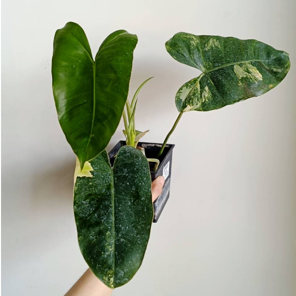 【埔茂花市】✦ 4吋 斑葉獨角獸蔓綠絨 觀葉植物 雨林植物 Philodendron