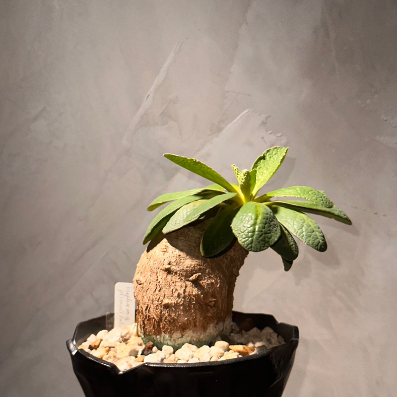 Euphorbia primulifolia 櫻花大戟|原產 寬約6cm