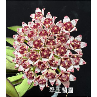 毬蘭 葉藝狹葉 Hoya angustifolia variegata 續花性