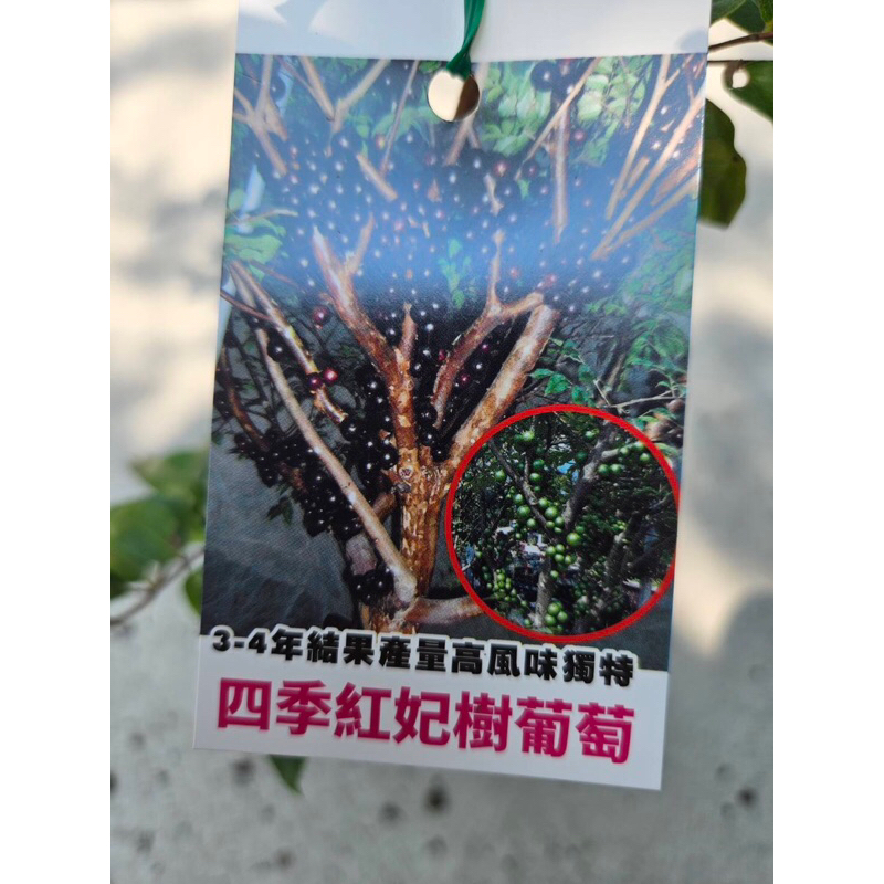 卉迎園藝 四季紅妃樹葡萄、實生苗高度50公分/水果樹苗/新興果樹
