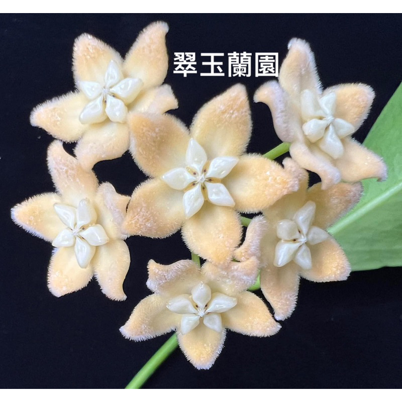 毬蘭 Hoya ut030 續花性