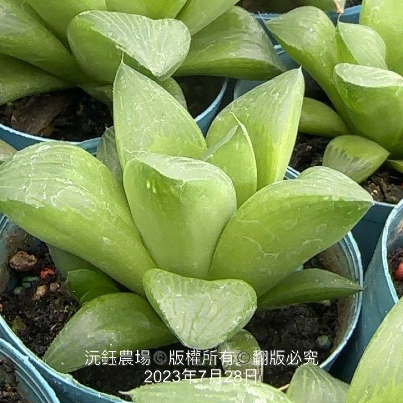 沅鈺農場   多肉植物   百合科-帝王壽