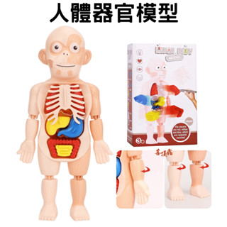 臺灣現貨 人體器官模型 人體器官 人體構造 人體器官 人體模型 人體結構 醫生玩具 人體玩具 護理師