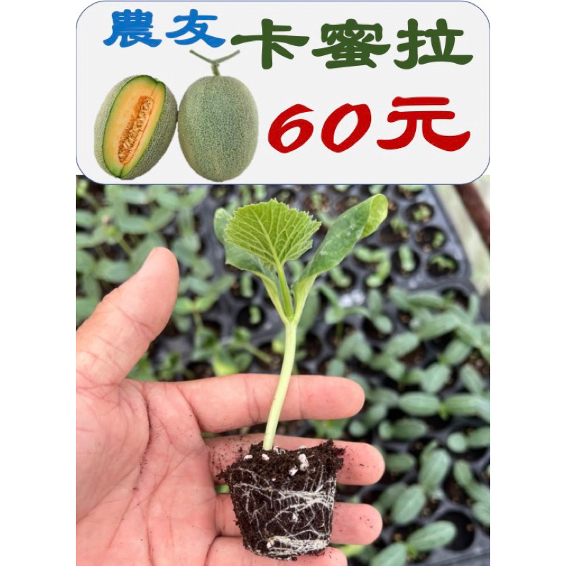 城禾農產🍃 農友卡蜜拉哈密瓜苗 1株 卡蜜拉哈密瓜苗 哈密瓜苗 紅肉哈密瓜苗 甜瓜苗 瓜苗 卡蜜拉苗 卡蜜拉甜瓜苗 菜苗