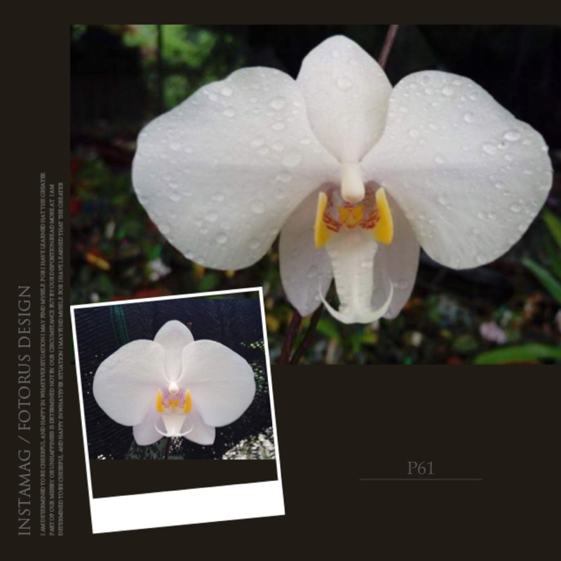 原生種菲律賓蝴蝶蘭Phal. philippinensis 2.5吋苗