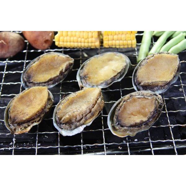 【中秋烤肉食材】帶殼鮑魚(又稱九孔鮑/盤鮑)(半熟凍)1顆 (規格:22顆/1000g)