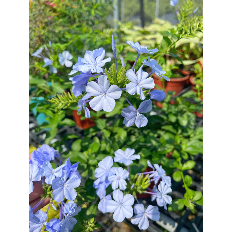 👉霖樺園👈《季節限定-3.5吋盆-藍雪花》園藝|室外開花植物|花卉盆栽|居家綠化