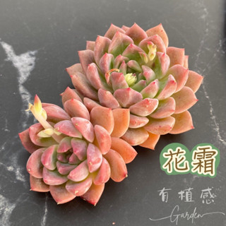 ↠有植感↞ ▮花霜▮ 韓國多肉 花霜多肉 多肉花霜 多肉植物 多肉 景天科 多肉 觀葉植物 室內佈置 觀葉 植栽