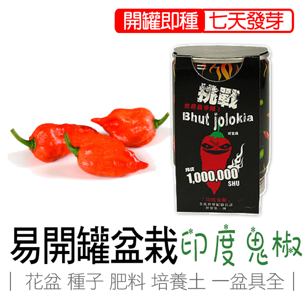 印度鬼椒 辣椒 盆栽  iPlant 易開罐頭盆栽 香草盆栽 花卉農場 懶人盆栽 種子 台灣製