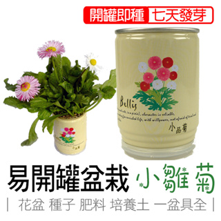 易開罐盆栽 小雛菊 小品菊 花卉盆栽 iPlant 易開罐頭盆栽 花卉農場 懶人盆栽 種子 盆栽 台灣製