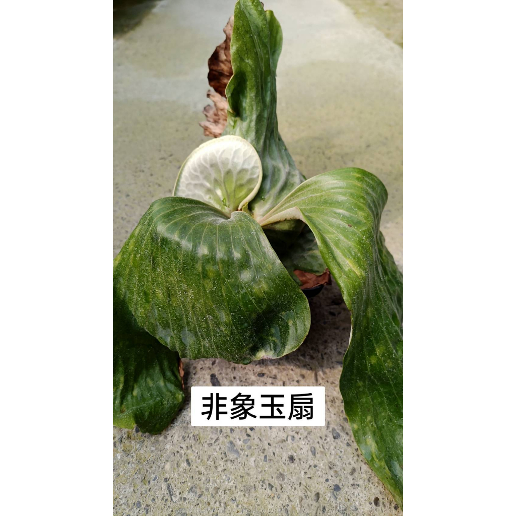 【埔茂花市】✦ 4吋 非象玉扇(非洲猴腦x象耳) 鹿角蕨 雨林植物 -