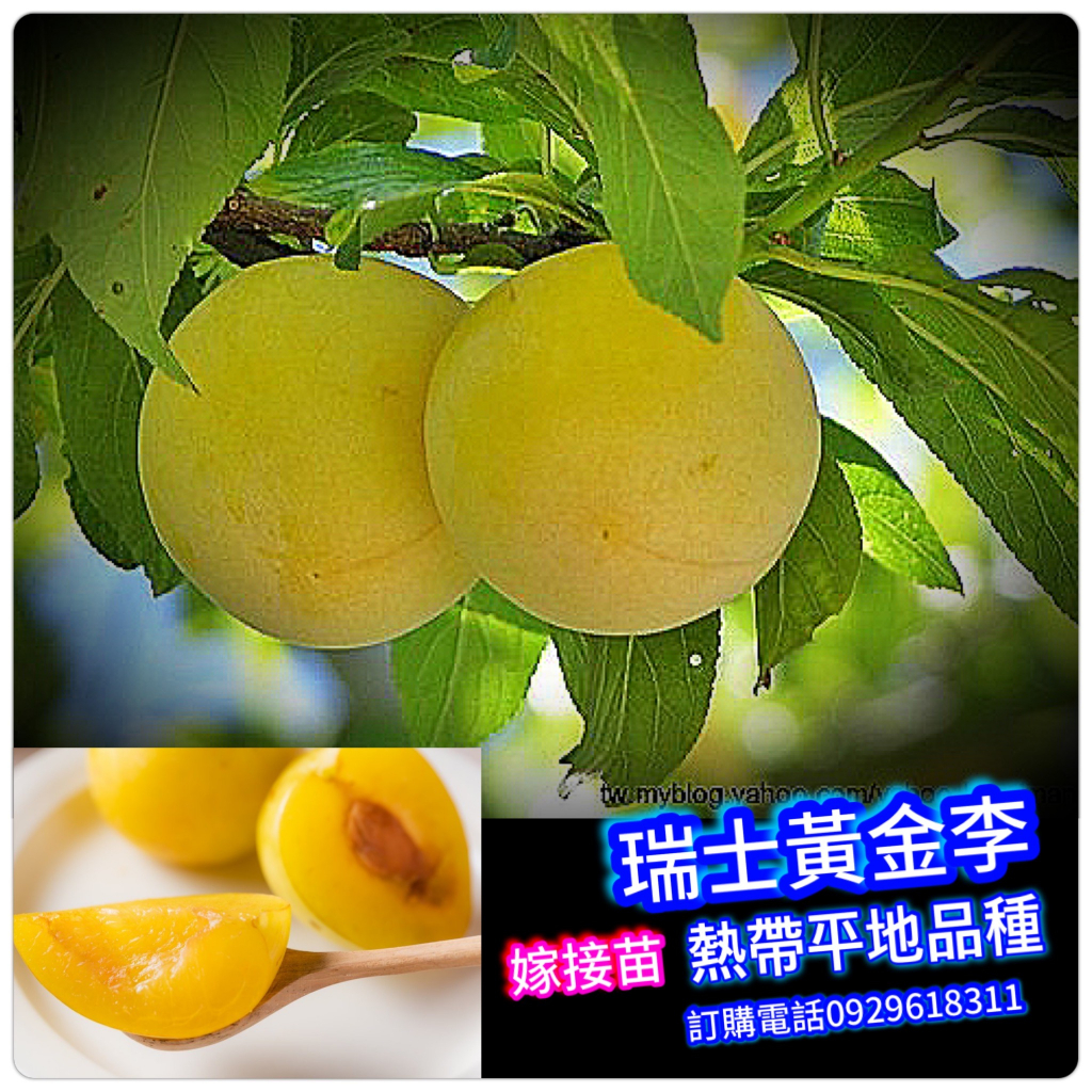 瑞士黃金李的價格推薦 - 2024年11月| 比價比個夠BigGo