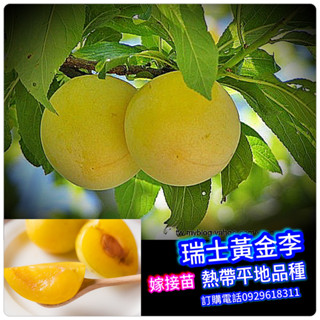 ✅瑞士黃金李✅矮化盆栽✅可盆栽陽臺+快速結果，紅肉李苗、黃肉李苗、冰糖李苗、蜂糖李苗、西瓜李苗、 李子苗、蜜棗李