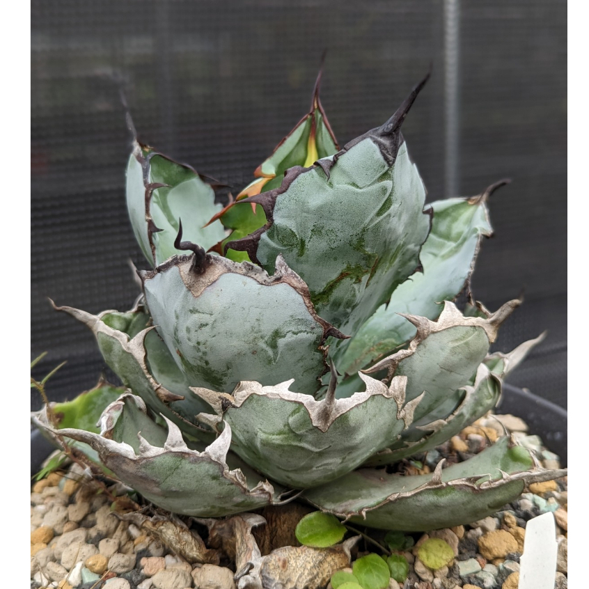 開心農元-多肉- 藍球嚴龍 藍球龍舌蘭 Agave titanota 'Blue Ball'