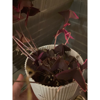 Oxalis 紫炸醬草 紫色醡醬草 幸運草