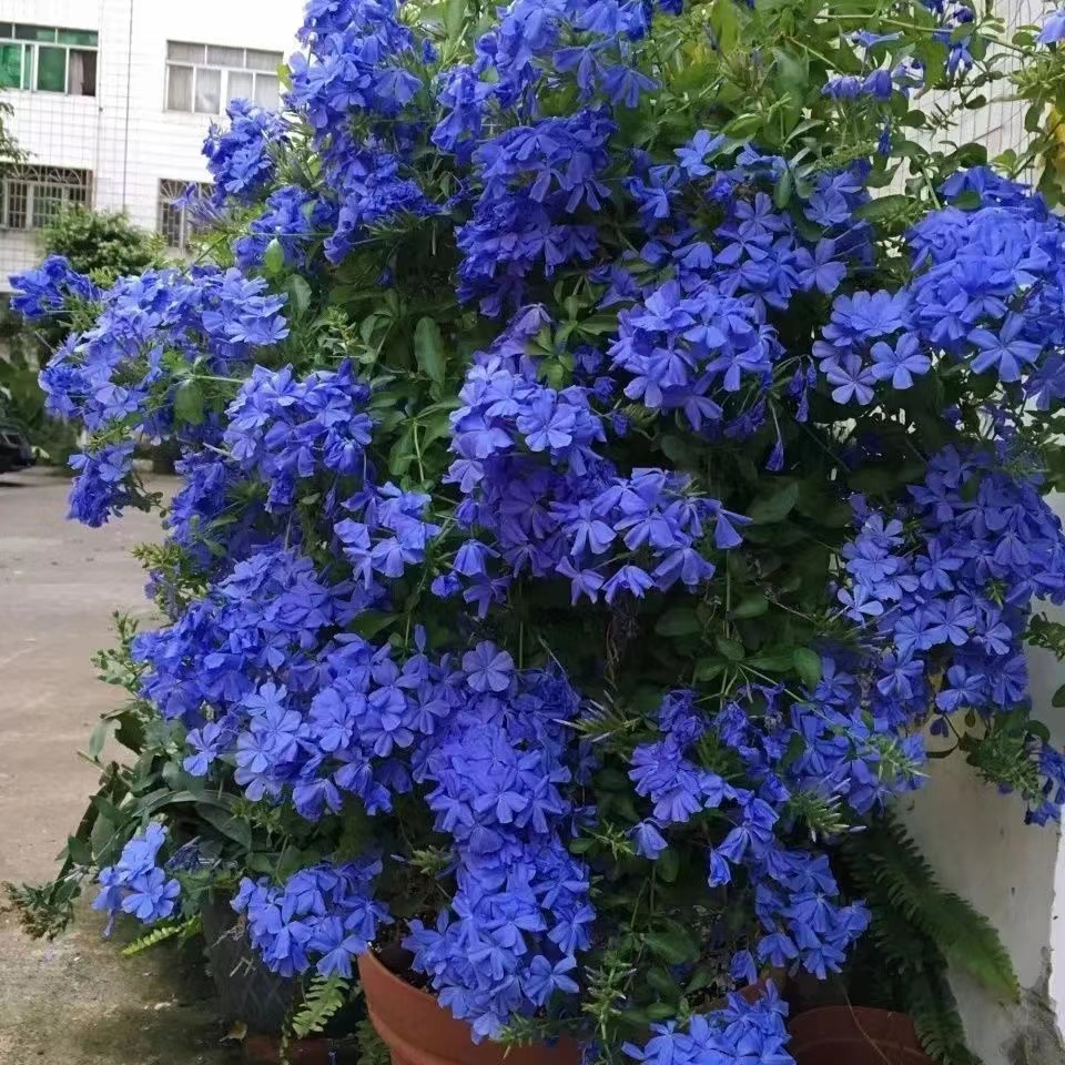 四季開花爬藤植物 爬藤藍雪花種子 室內陽台庭院耐熱好養花卉