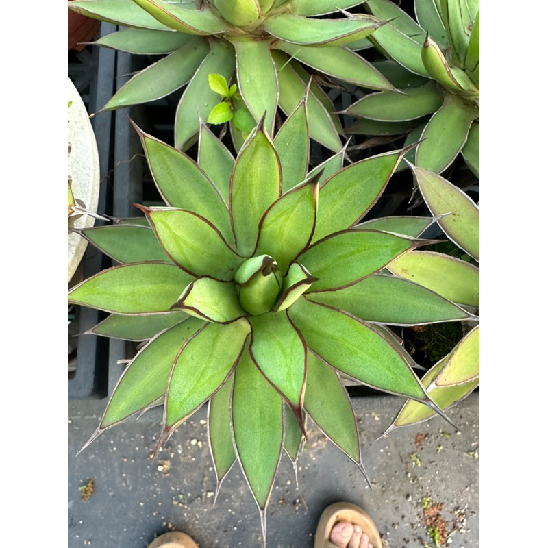 🌵 🍄Ting多肉植物園🌵瀧雷龍舌蘭