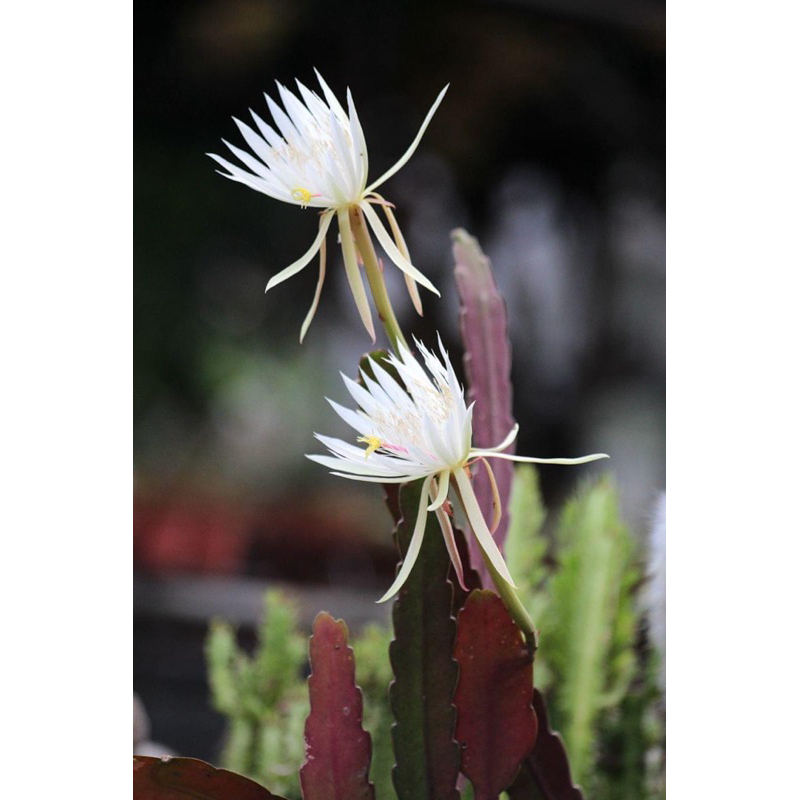 待宵 孔雀仙人掌 紅柱曇花 Epiphyllum hookeri 雨林植物