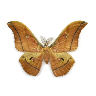 台灣產 大透目天蠶蛾 Antheraea superba A1標本(飼育品 昆蟲標本 天蠶蛾 蝴蝶 造景)