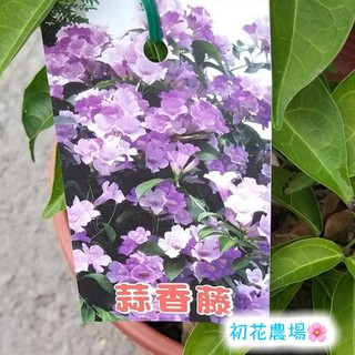 初花農場3店|蒜香藤|6寸盆|開花性強，好照顧｜～定價180特價150