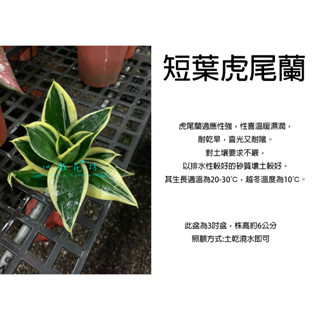 心栽花坊-蓮花虎尾蘭/超取易折損/短葉虎皮蘭/3吋/觀葉植物/室內植物/淨化空氣/多肉植物/售價60特價50