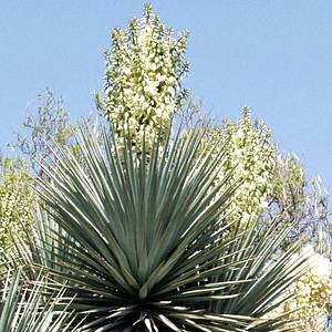 【屋頂叢林】Yucca rigida 藍葉絲蘭