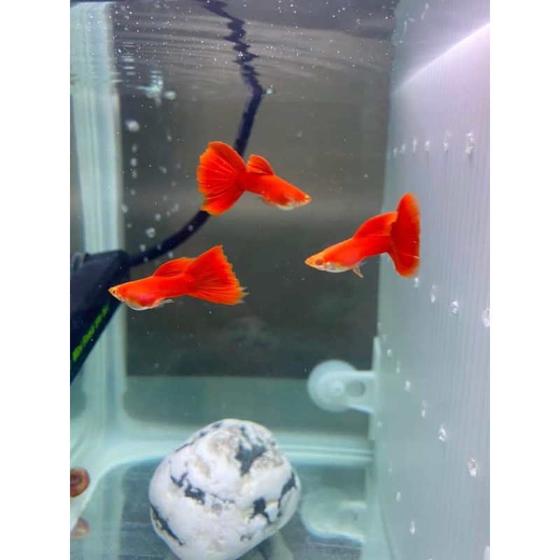 全紅白子一對100元/野生全紅/孔雀魚飼料/吃豐年蝦長大超顯色！飼料 台中