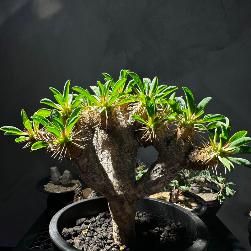 Euphorbia guillauminiana 原產鬼棲閣 15頭 極穩根