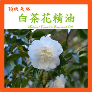 白茶花精油 特級白山茶花精油 天然單方精油 草本植物精油 Camellia Natural