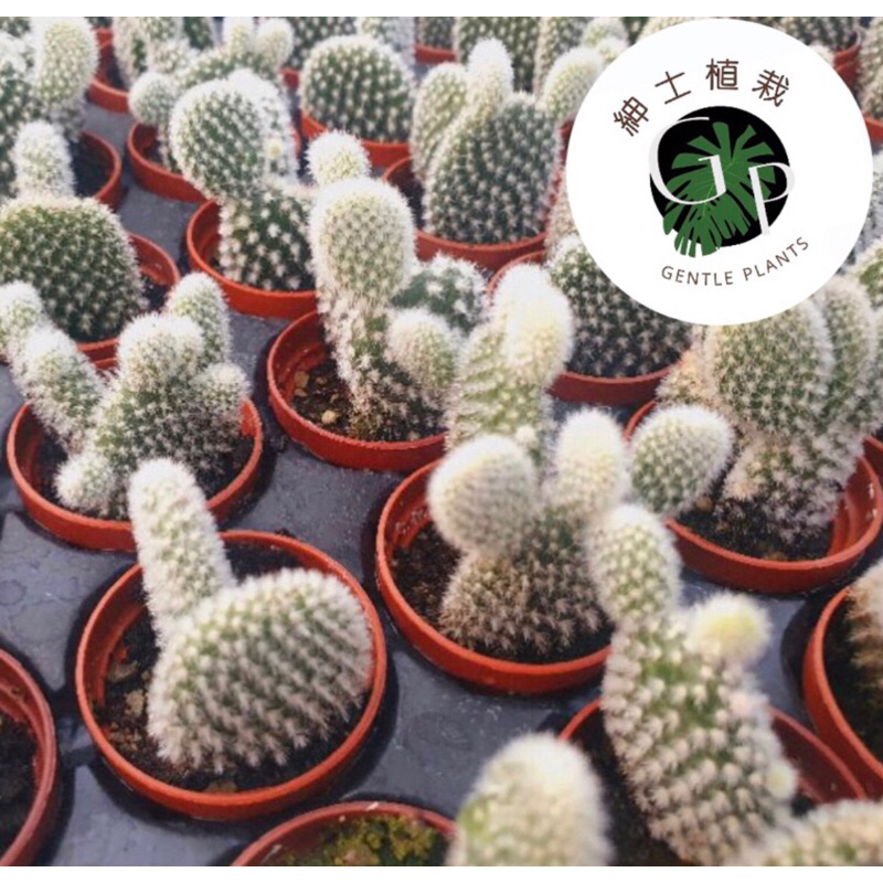 米老鼠仙人掌(3吋盆)🌵🌵🌵🌵