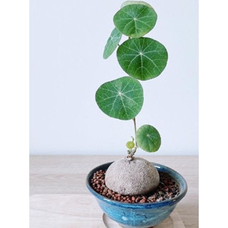 🌵✧植得栽✦【NG圓葉山烏龜】無法退換 塊根 球根 Caudex 實生 網美植物 進口塊根 山烏龜 多肉 淨化空氣 種子