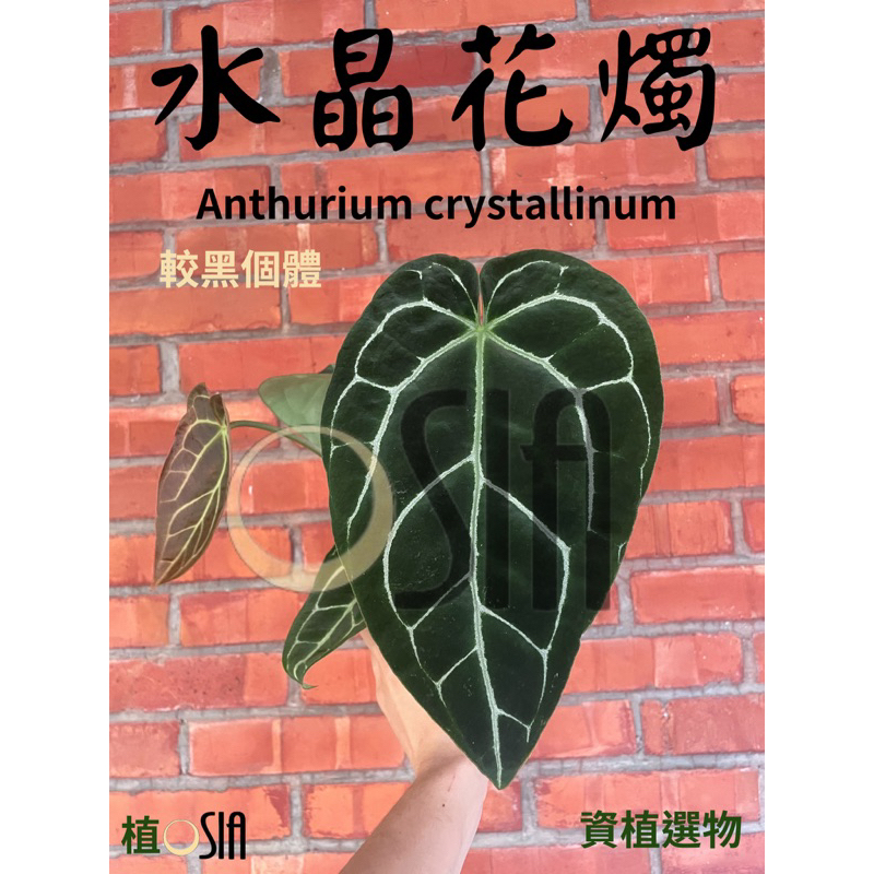 OSIA植 南美水晶花燭 Anthurium crystallinum  實生苗4.5吋盆 超大顆 黑水晶 觀葉