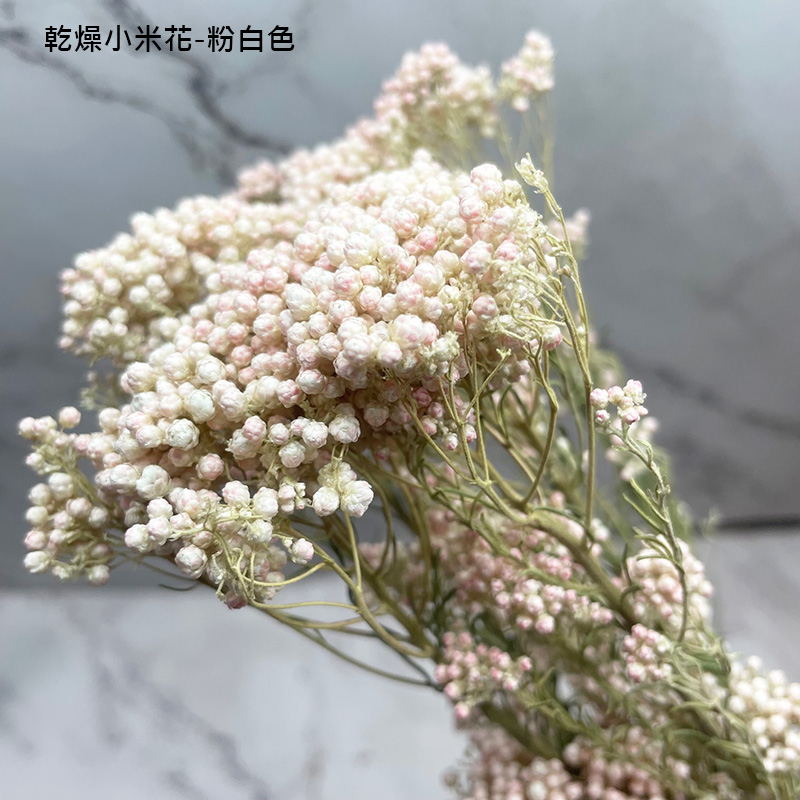 乾燥粉白色小米花-乾燥花圈 乾燥花束 不凋花 拍照道具 手作素材 室內擺飾 乾燥花材 裝飾插花鄉村風