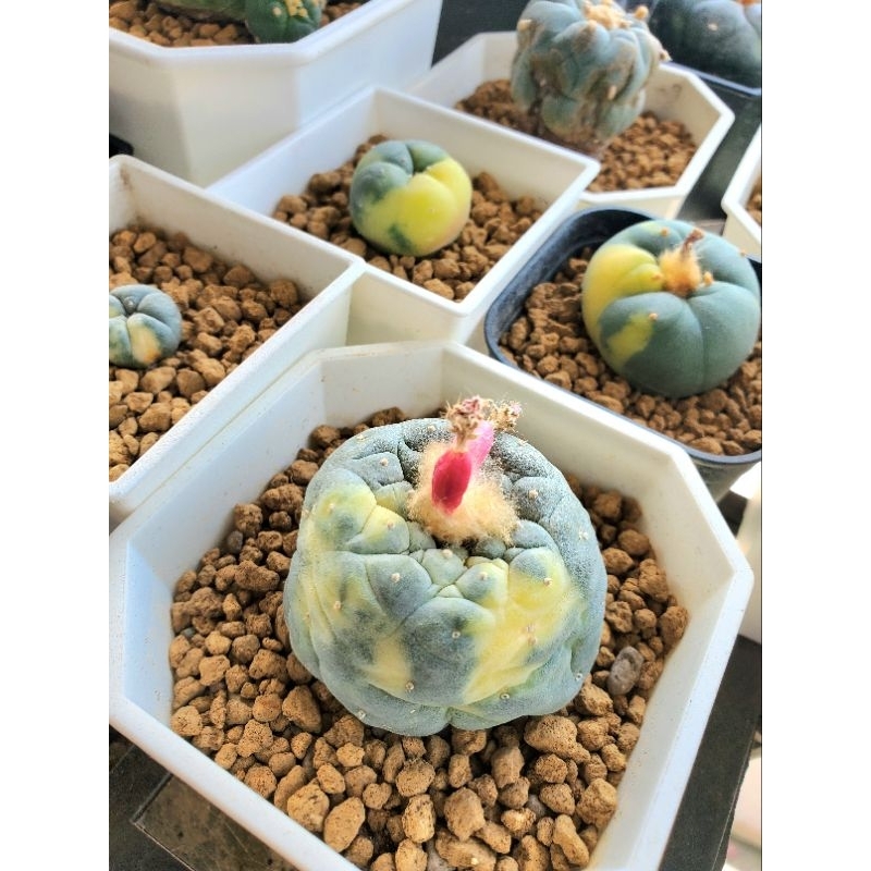 銀冠玉錦的價格推薦- 2026年2月| 比價比個夠BigGo